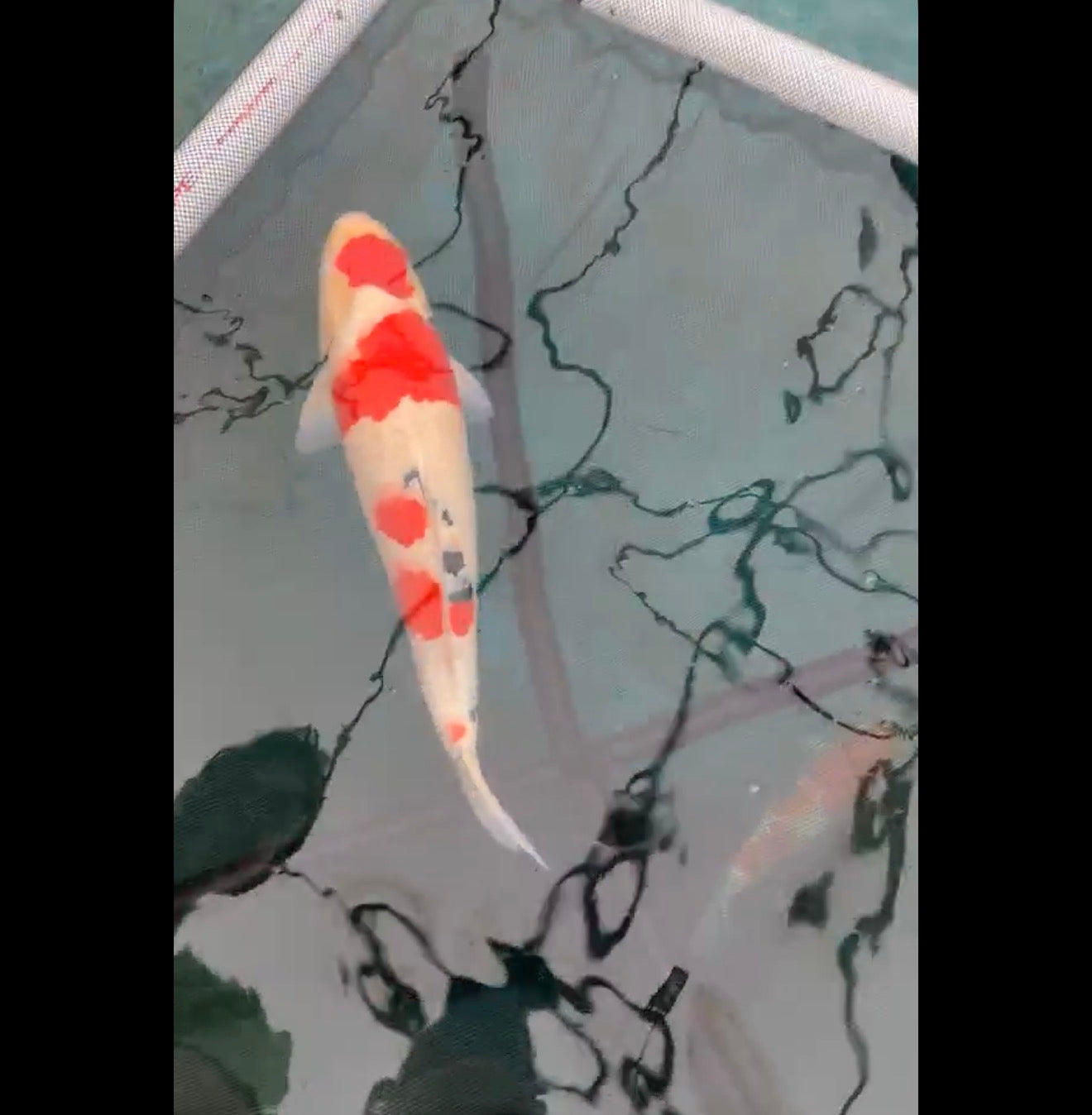20”+ Japanese Imported Sanke