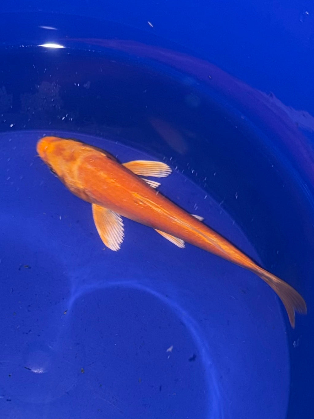 6”-7” Orengi Ogon (920)