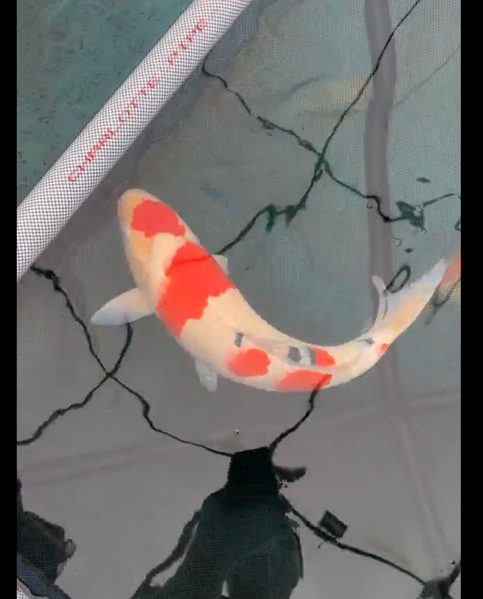 20”+ Japanese Imported Sanke
