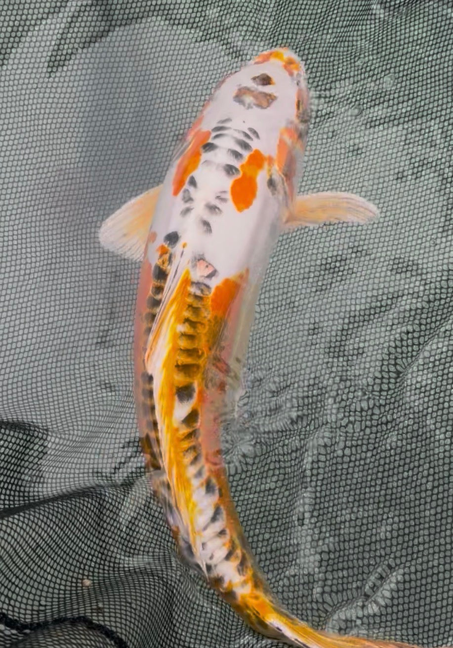 18” Heisei Nishiki (1026)