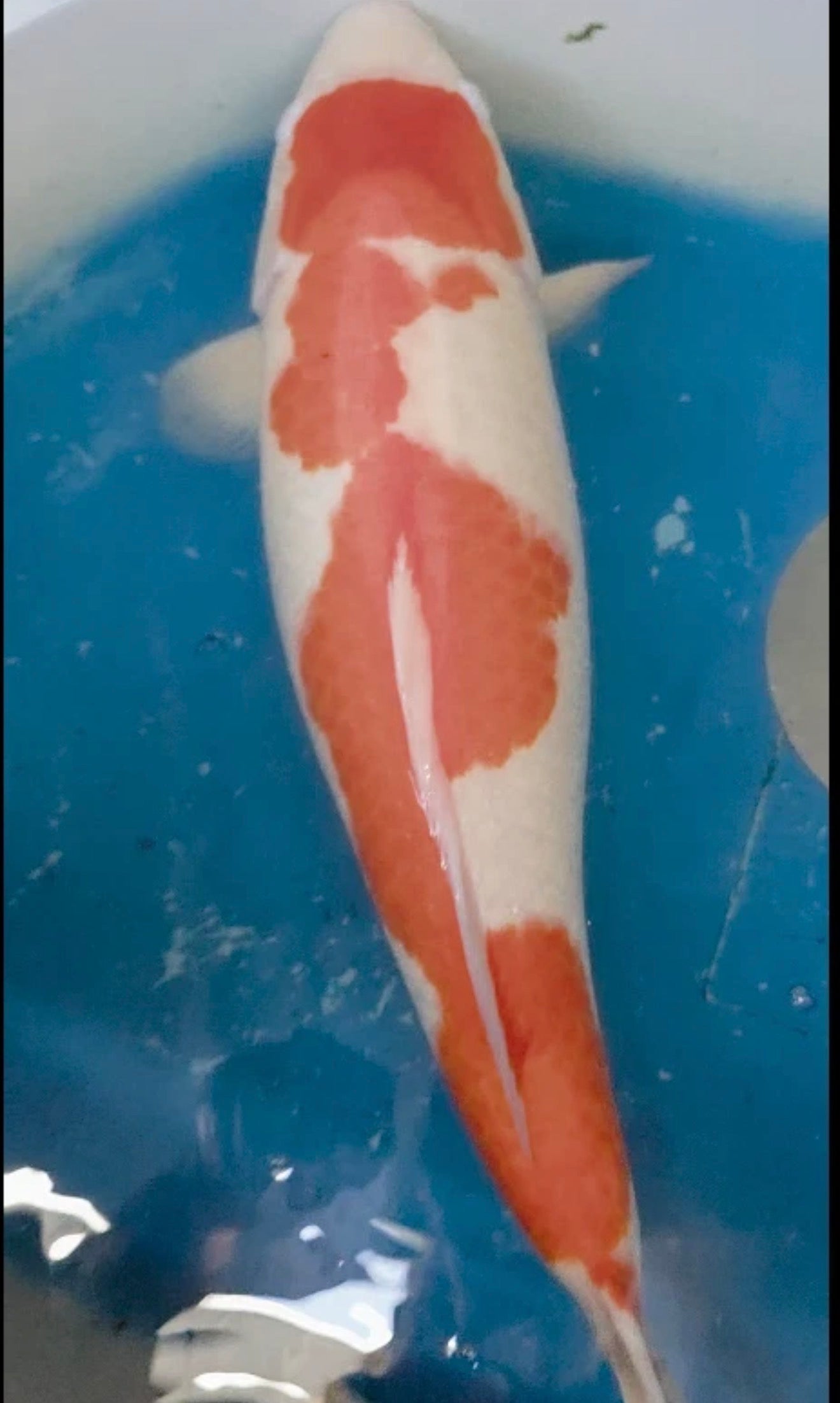23” Kujaku
