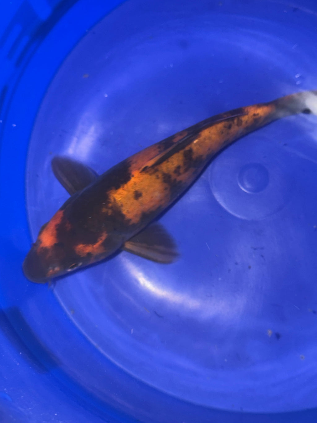 8” Hi Utsuri (926)