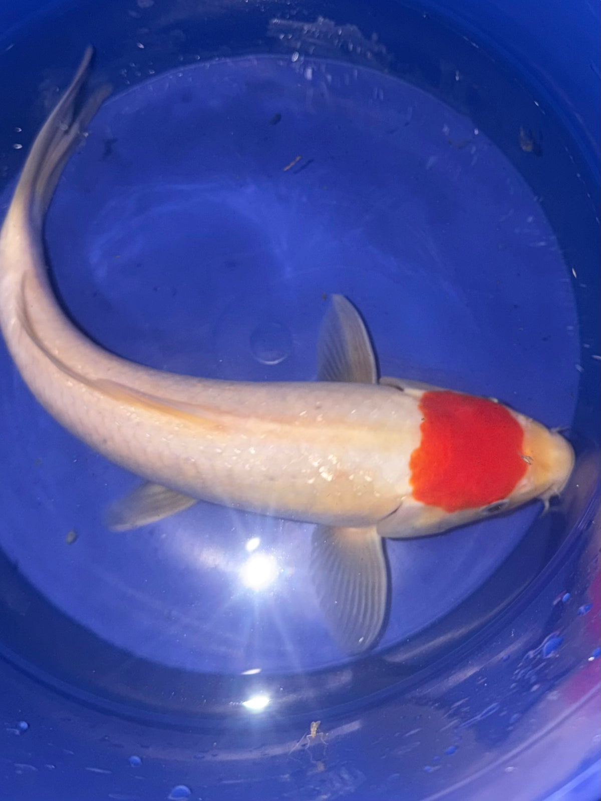 9” Tancho Kuhako (920)