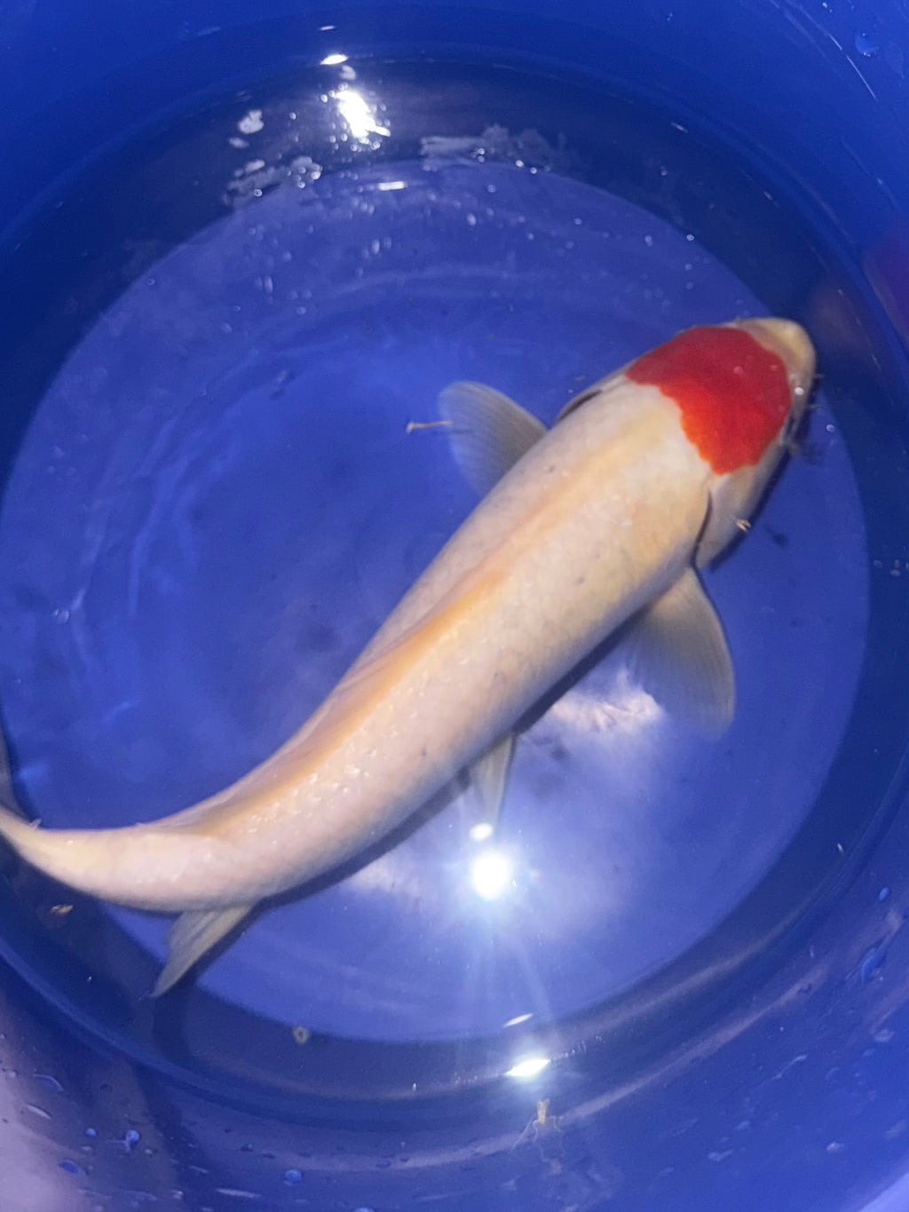 9” Tancho Kuhako (920)