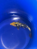 7”-8” Ki Utsuri (926)
