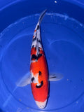 15”-16” Sanke (920)