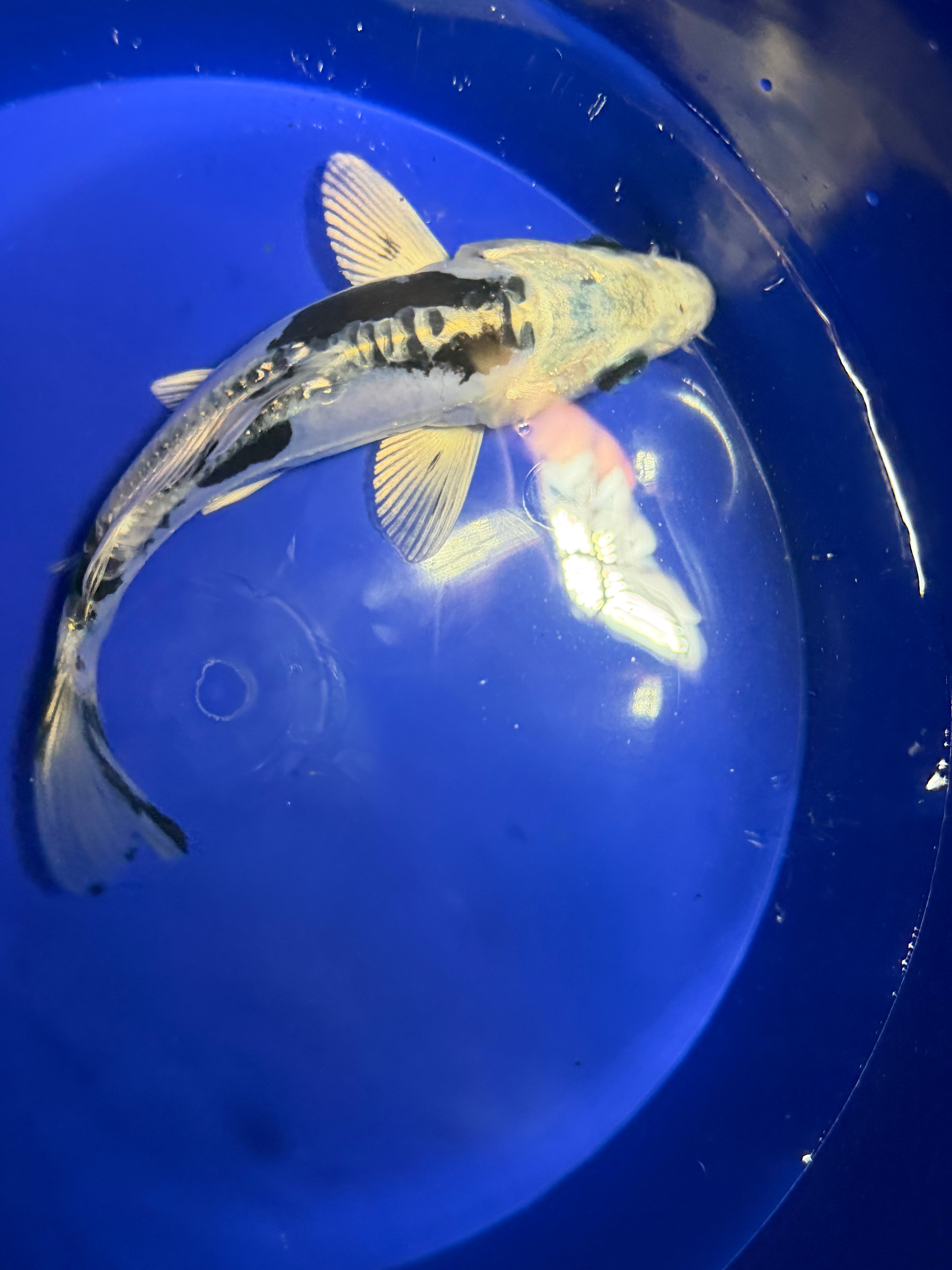 6”-7” Doitsu Blue