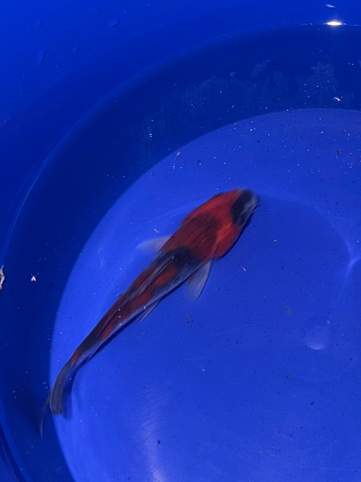 4”-5” Goshiki (920)