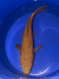 9”-10” Aragoke Chogoi