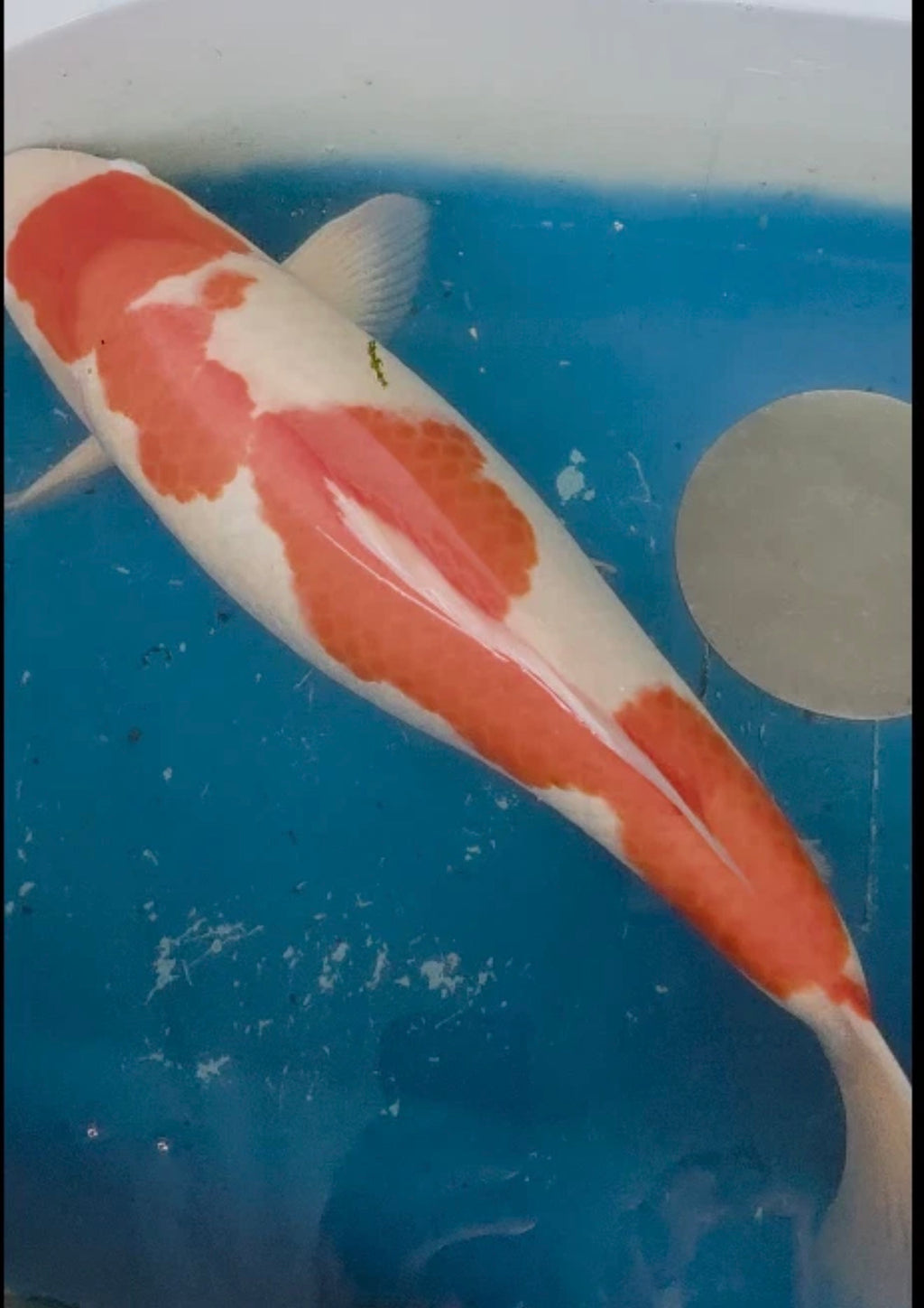 23” Kujaku