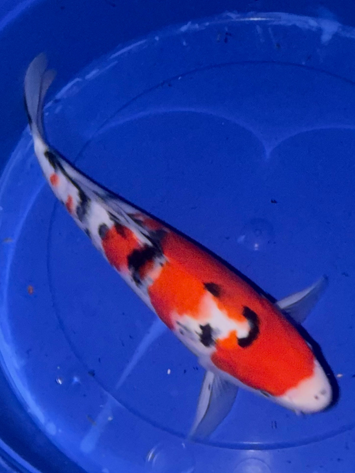 15”-16” Sanke (920)