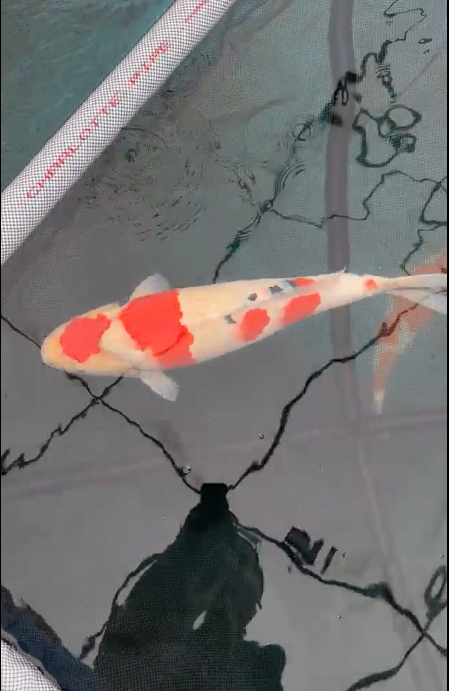 20”+ Japanese Imported Sanke