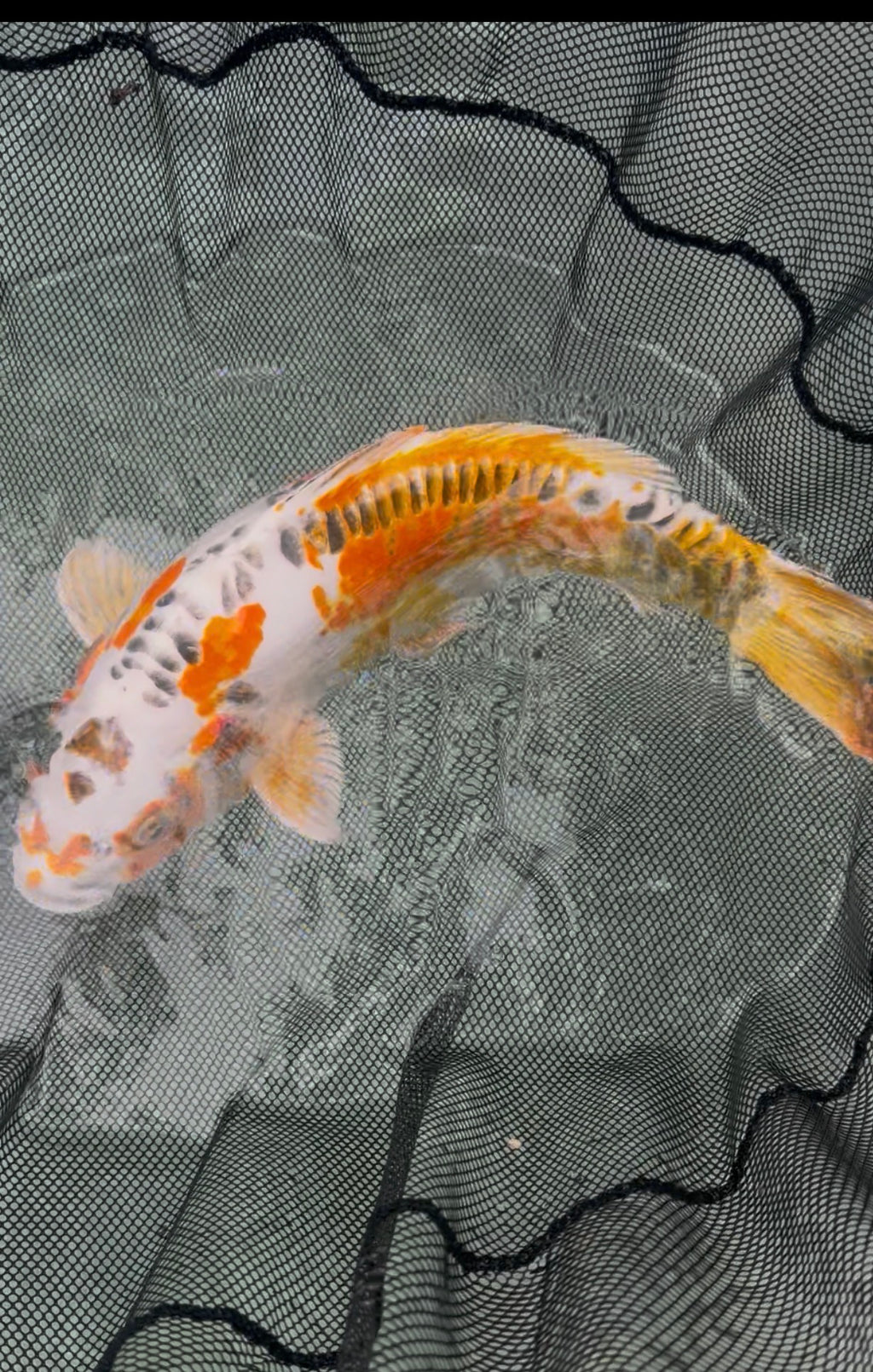 18” Heisei Nishiki (1026)