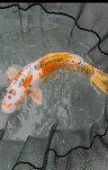 18” Heisei Nishiki (1026)