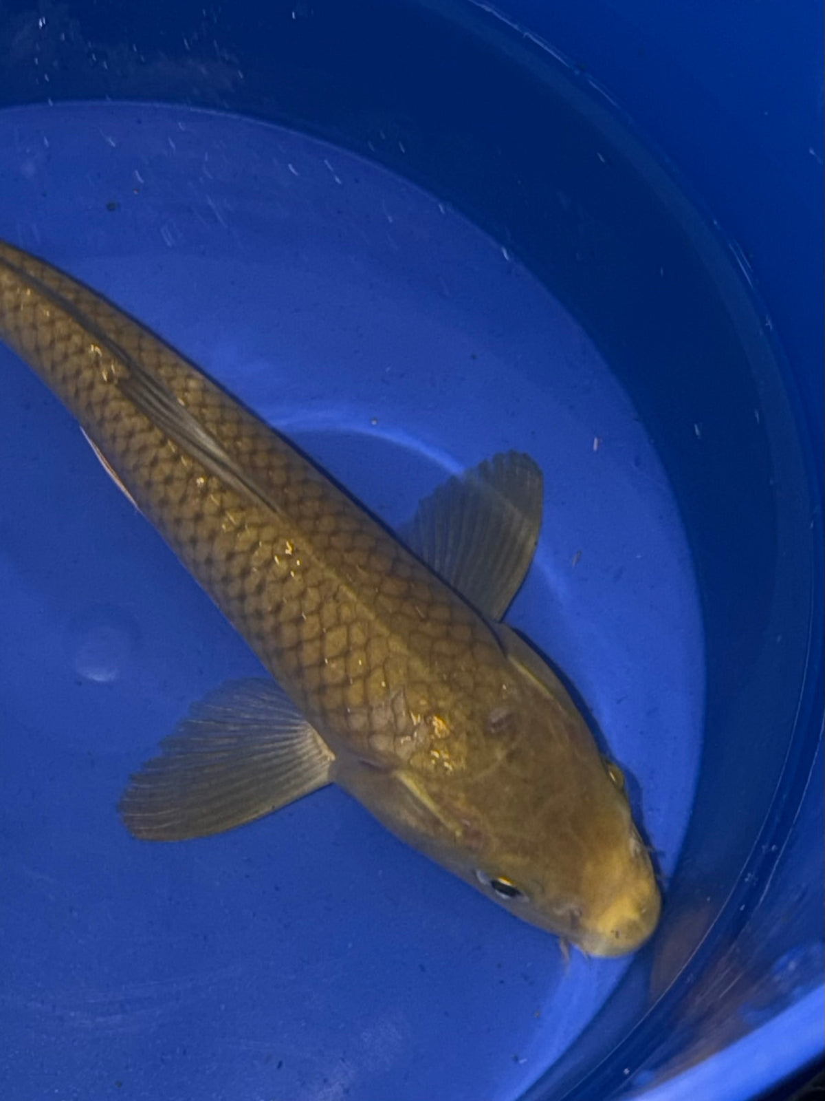 9”-10” Green Tea Chogoi (920)
