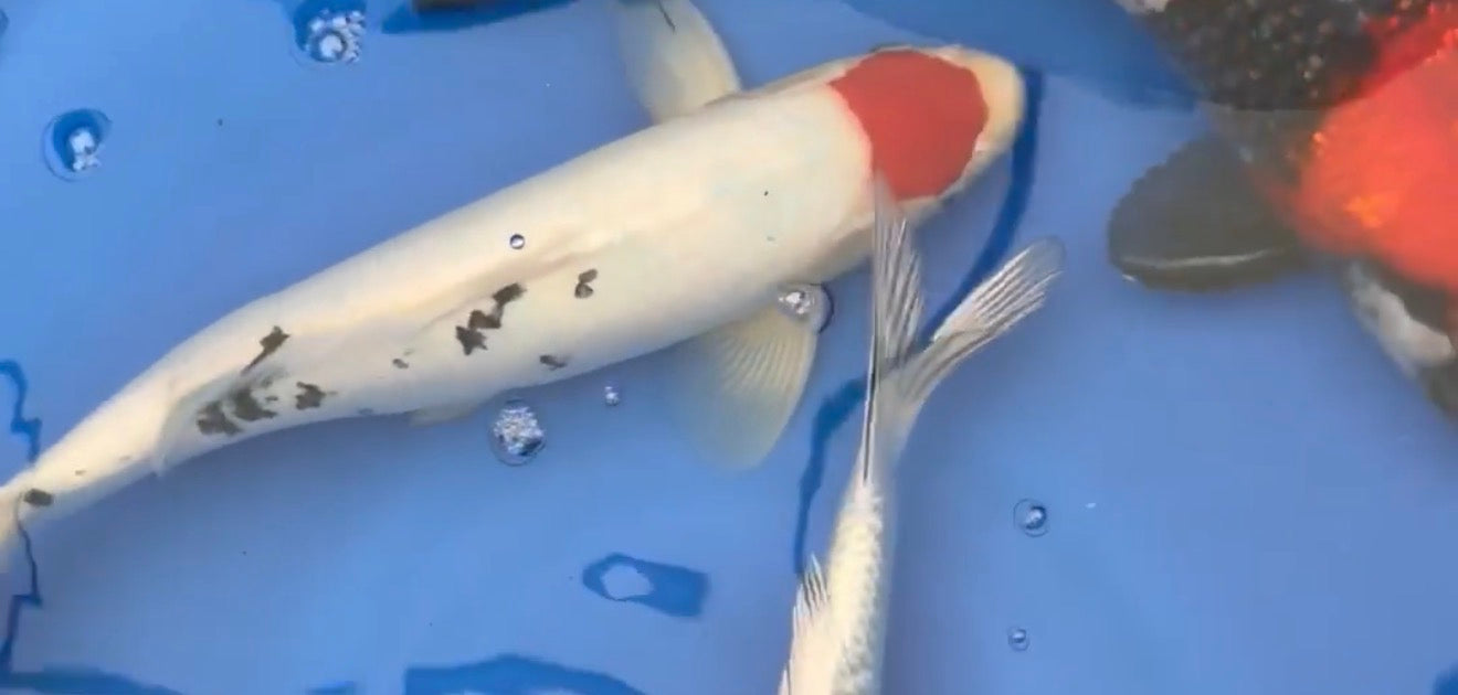 Tancho Koi 12”-14”