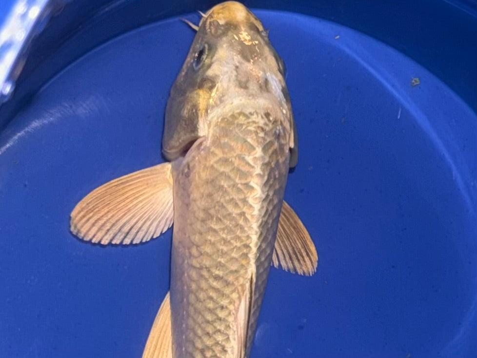 7”-8” Yamabuki Ogon (920)