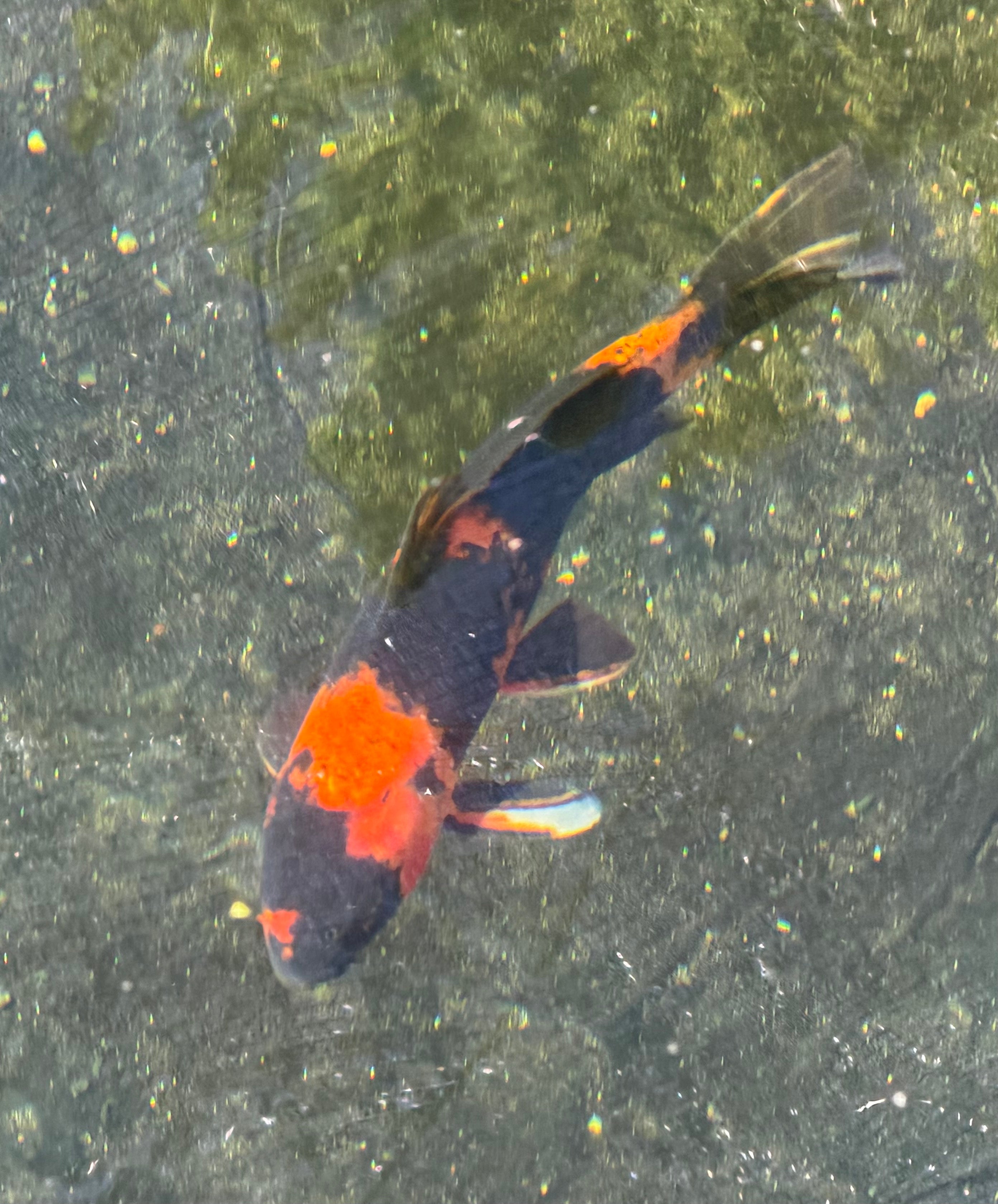 Hi Utsuri Koi 10”-12”
