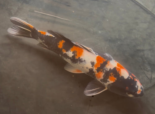 16” Dainichi Showa Male