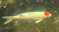 Tancho Koi 12”-14”