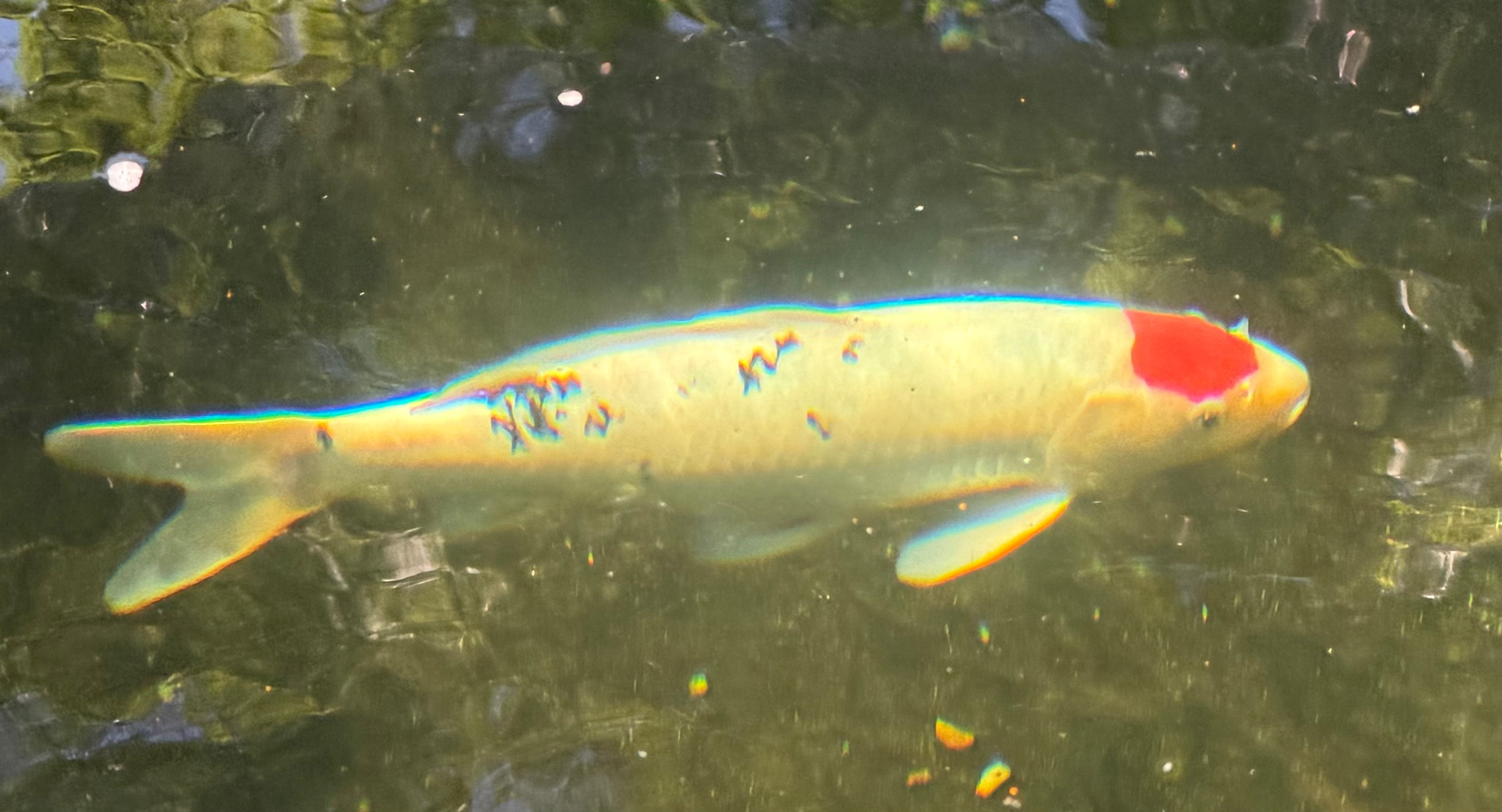 Tancho Koi 12”-14”