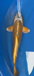 12”-13” Kogane Ochiba 71726