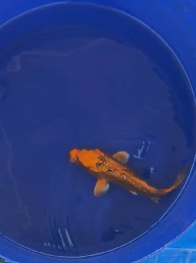 5”-7” Japanese Import Koi