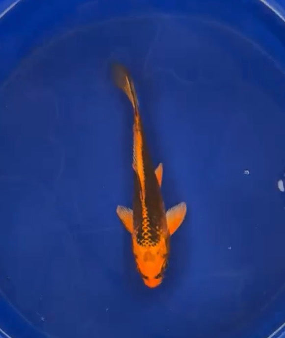 5”-6” Kujako (71626)