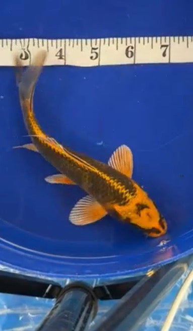 8”-8” Japanese Koi (71626)