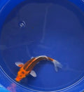 6”-7” Kujako