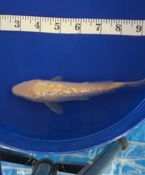 5”-6” Ginrin Karashigoi 71726