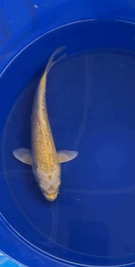 6”-7” Yellow Japanese Import