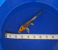 5-7” Aragoke