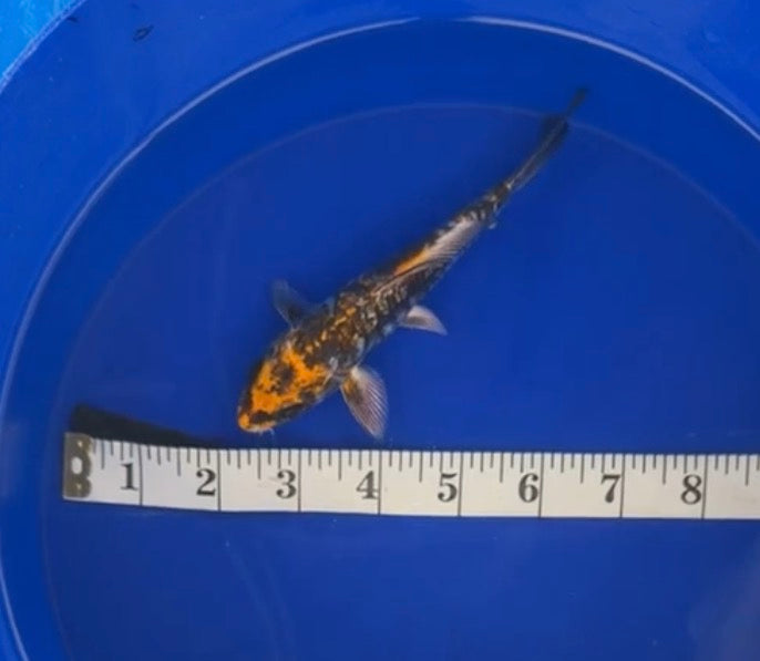 5-7” Aragoke
