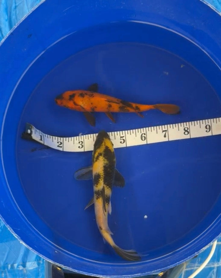 Ki Utsuri and Hi Utsuri 6”-8” pair (71426)