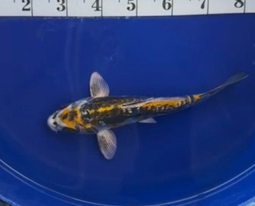 5”-6” Japanese Import