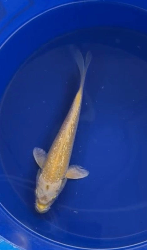 6”-7” Yellow Japanese Import