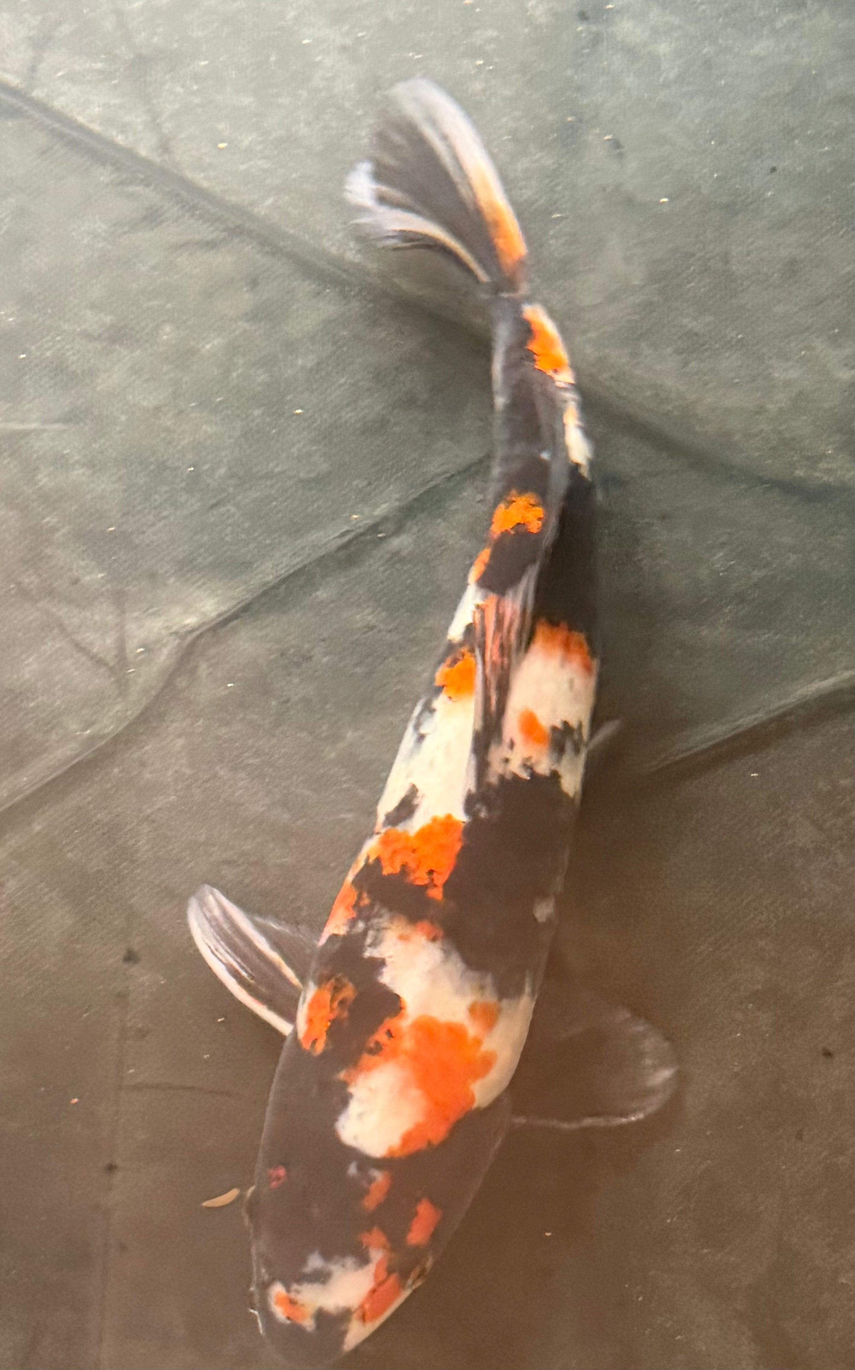 16” Dainichi Showa Male