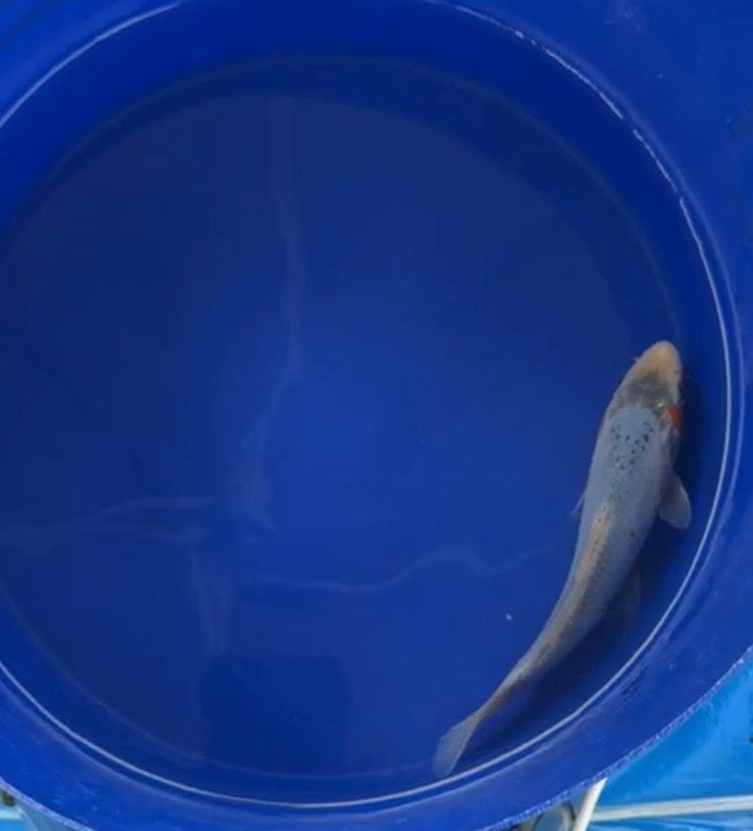 5”-6” Japanese Imported Koi Blue