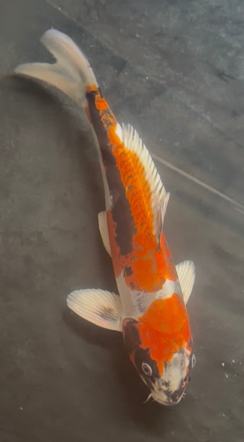 12”-14”Beni Keko Koi