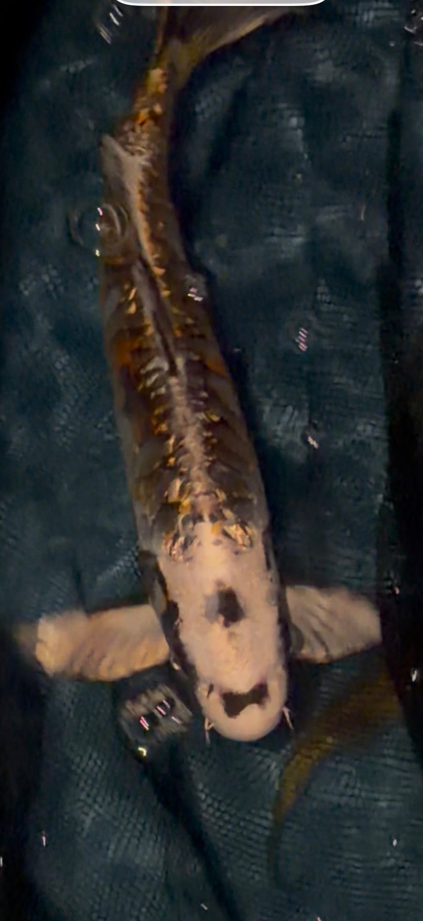 12”-13” Aragoke White Dragon