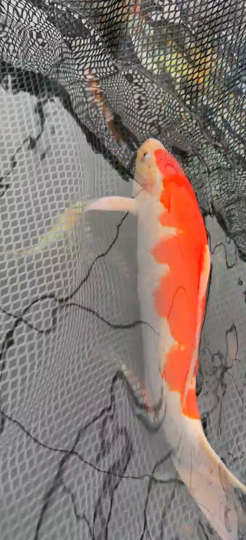 17”-18” Kohaku