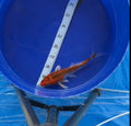 5”-6” Kujako split Fin (7526)