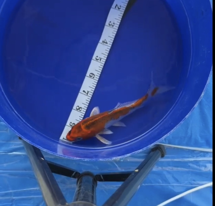 5”-6” Kujako split Fin (7526)