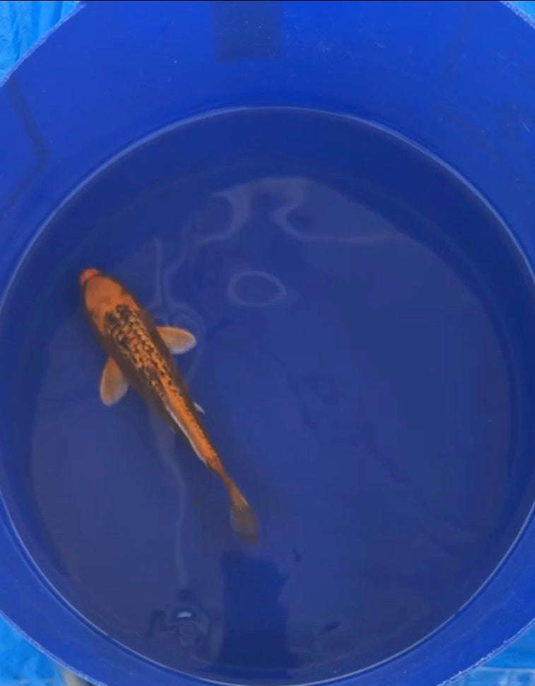 5”-7” Japanese Import Koi