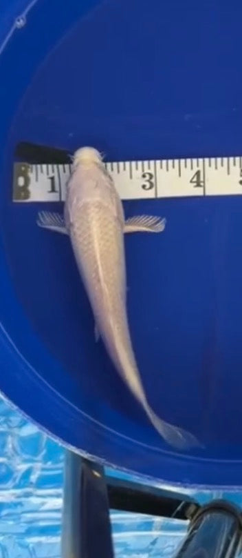 7”-8” Platinum Ogon 71726