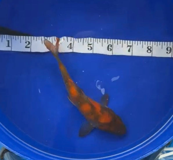 5”-6” Hi Utsuri