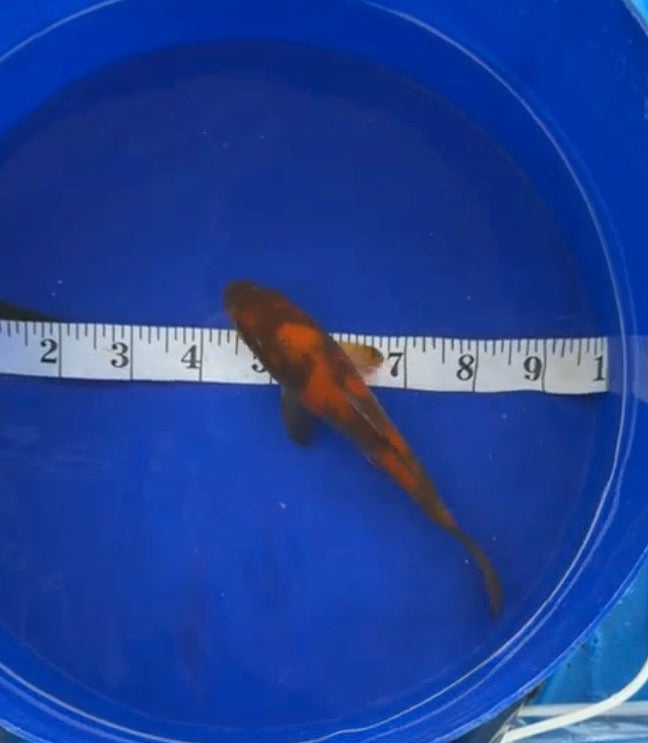5”-6” Hi Utsuri