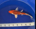 5”-7” Kujako