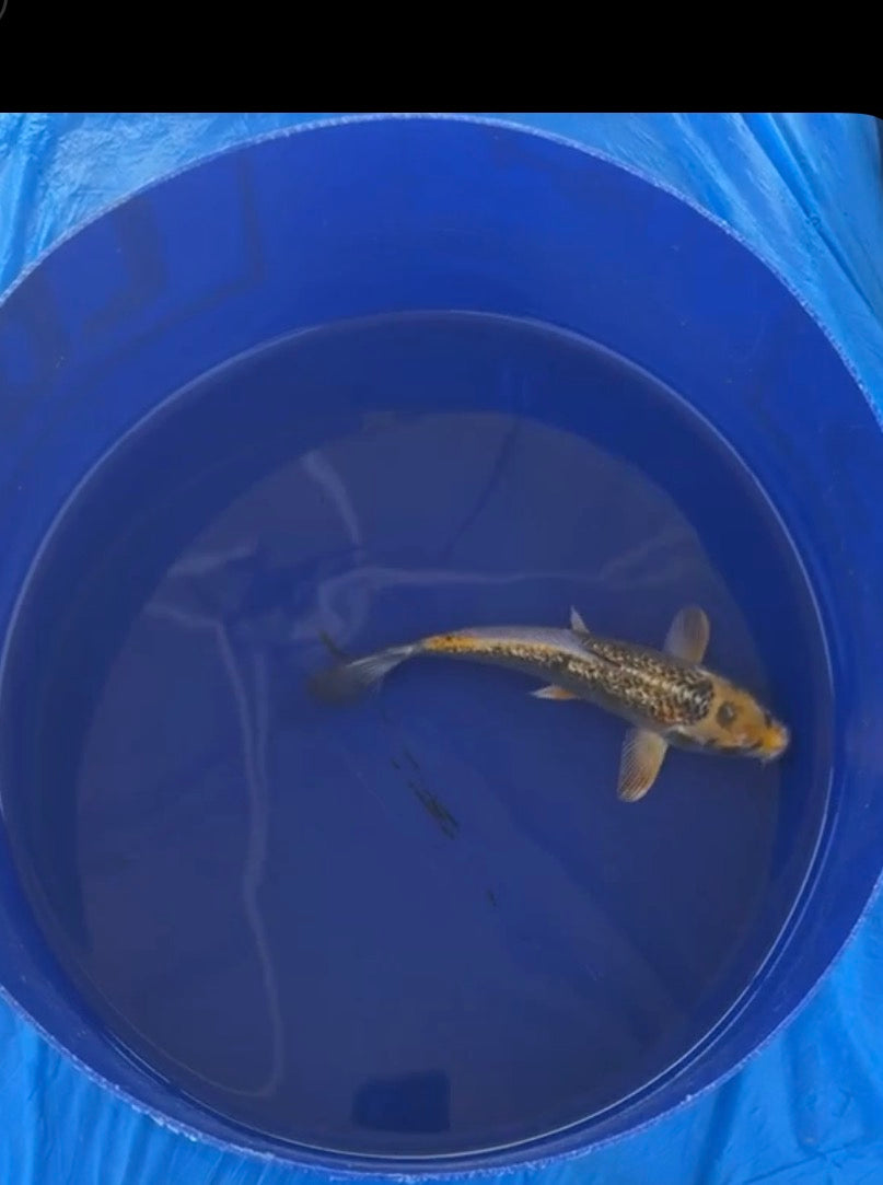 5-7” Yellow Japanese Koi